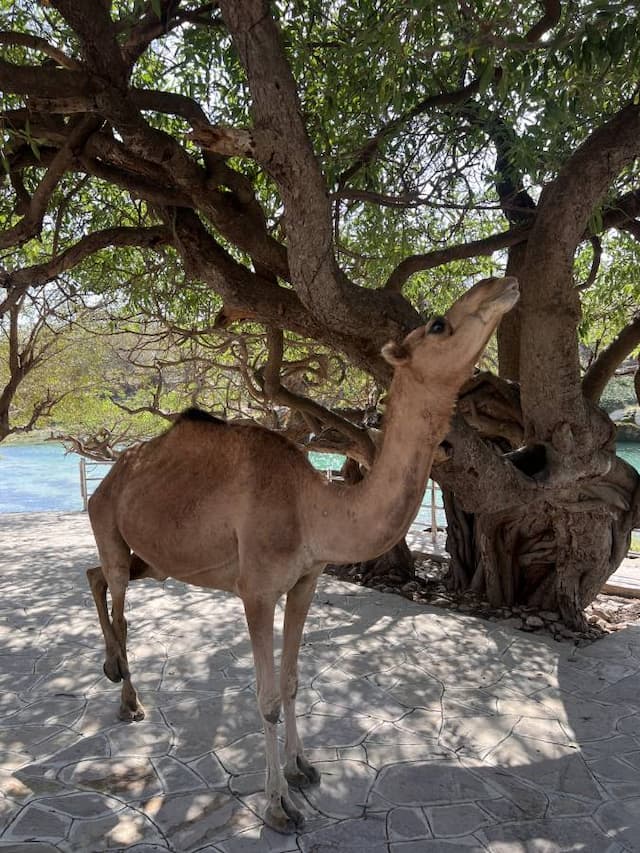  Salalah-Airport-(SLL)_2024-01-21_f37f