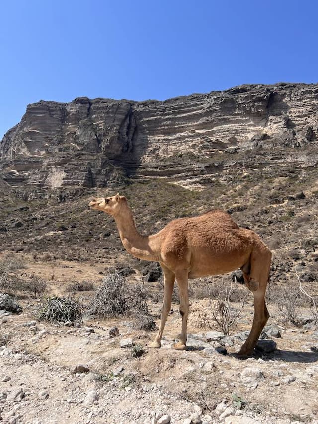  Salalah-Airport-(SLL)_2024-01-21_ade4