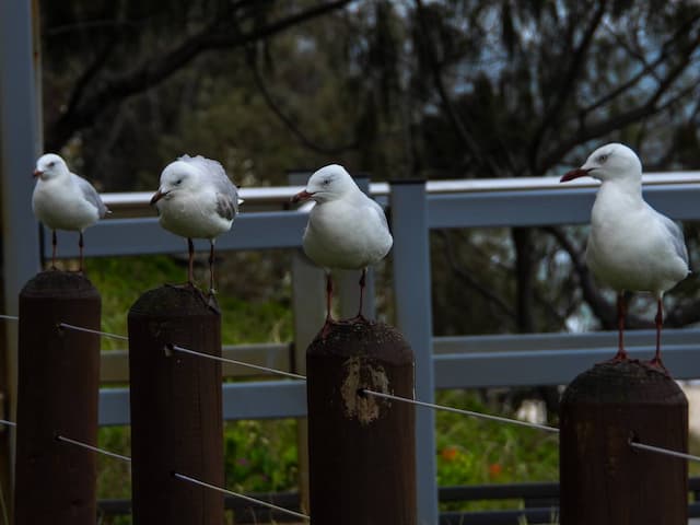  Sydney-Alexandria_2023-12-14_ffc2