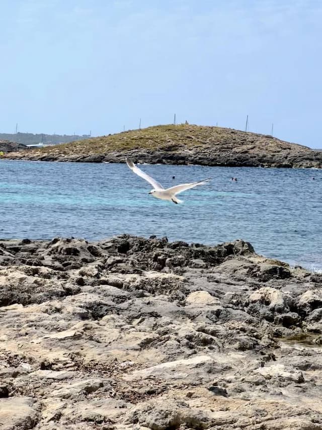  Ibiza-Airport-(IBZ)_2022-08-01_7f7c