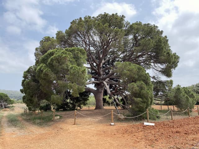  Ibiza-Airport-(IBZ)_2023-06-19_07ac